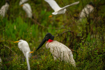 Jabiru stork in the wetlands of a beautiful brasilian Pantanal. Beautiful and very big bird in south america. Jabiru mycteria. Nature habitat picture.