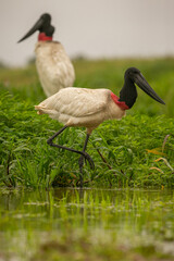 Jabiru stork in the wetlands of a beautiful brasilian Pantanal. Beautiful and very big bird in south america. Jabiru mycteria. Nature habitat picture.