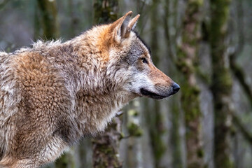 Close up of an adult wolve roaming in the forest