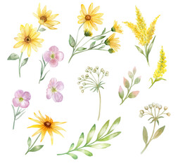 Fototapeta na wymiar Wild flowers. Watercolor set of summer flowers isolated on white background