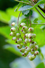Bunches of red currants ripen on the branches of the bush in June. Still green