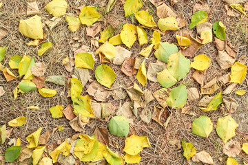 Green grass and yellow autumn aspen leaves texture background, top view.