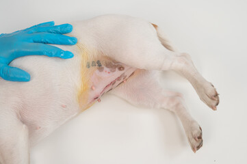 A veterinarian examines a Jack Russell Terrier dog after a surgical operation.