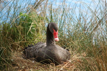 black swan on the grass
