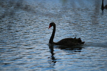 black swan on the lake
