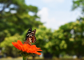 butterfly on flower