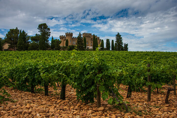 landscape of vineyards at chateauneuf du pape with cobble stones or galet and chateau  ,provence,...