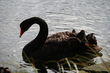 black swan on the lake