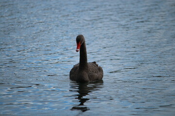 black swan on the water