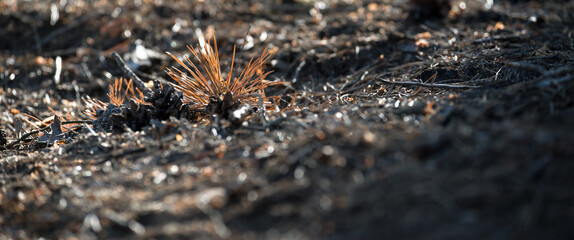 FOREST - Dry pine branch on the underwood