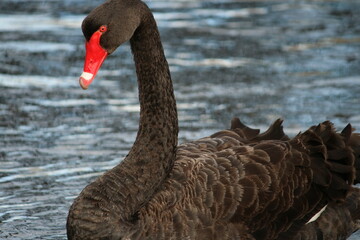 black swan on the water