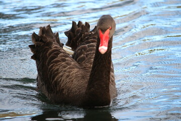 goose in the water
