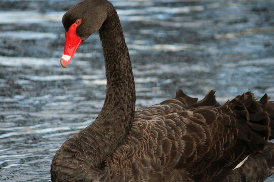 black swan on the water