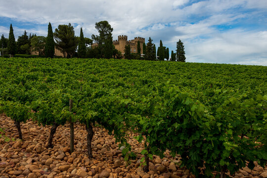 landscape of vineyards at chateauneuf du pape with cobble stones or galet and chateau  ,provence, France.