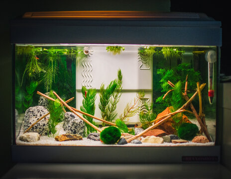 a great jungle planted aquarium