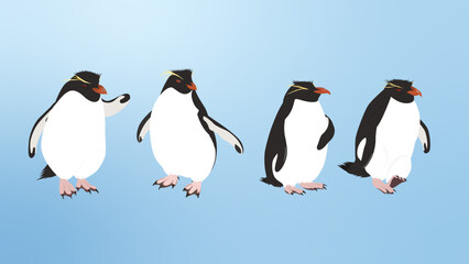 Penguins (Rockhopper Penguin)