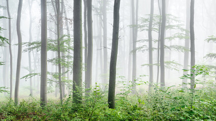 Beech Forest in Thick Fog