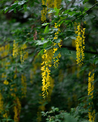 Yellow tree blossom in spring