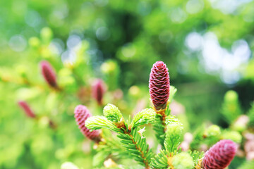 Fir branches with cones. Pinery. Trees in the forest. Glare of the sun.