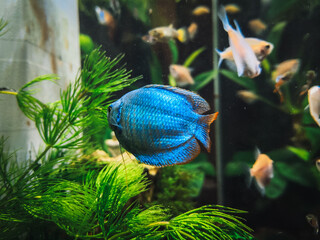 a beautifull colisa in my aquarium