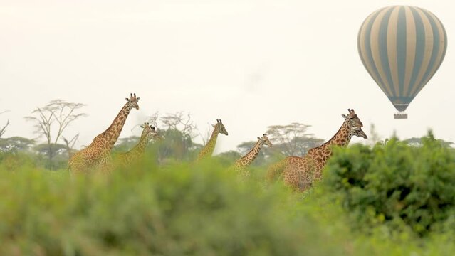 hot air balloons fly over giraffe Giraffa camelopardalis is an African even-toed ungulate mammal, the tallest living terrestrial animal and the largest ruminant. Concept of wildlife, nature, africa.