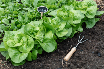 Organic salad growing in the vegetable garden at home.