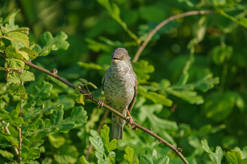 Barred Warbler (Sylvia nisoria) perched on a thorny branch