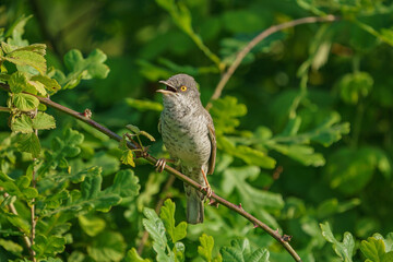 Barred Warbler (Sylvia nisoria) perched on a thorny branch