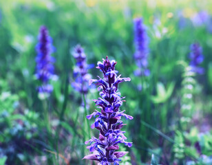 Fototapeta premium Plants and flowers macro. Detail of petals and leaves at sunset. Natural nature background.