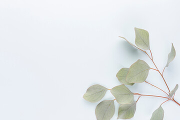 Eucalyptus composition. Pattern made of various colorful flowers on white background. Flat lay stiil life.