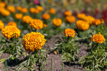 orange velvet flower in focus on a background of other flowers