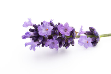 Fototapeta na wymiar Lavender flowers on a white background.
