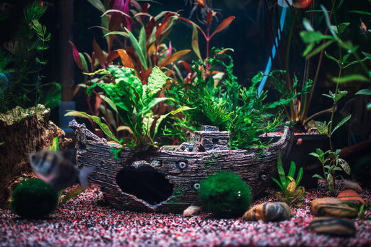 a great jungle planted aquarium