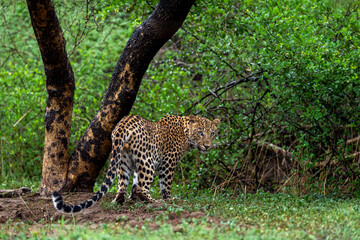 indischer wilder männlicher leopard oder panther nahaufnahme mit blickkontakt rückseitenprofil umkippen in der regnerischen monsunzeit auf grünem hintergrund während der wildtiersafari im wald von zentralindien - panthera pardus fusca