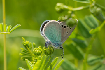 blue and white butterfly on the green plant