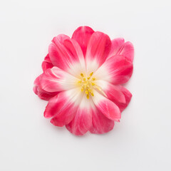 Lilac tulip flowers on pastel background.