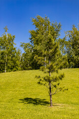 a medium-sized pine tree stands against the background of trees