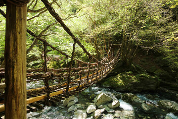 徳島県三好市　奥祖谷二重かずら橋の風景
