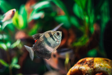 Gymnocorymbus ternetzi in a tropical aquarium