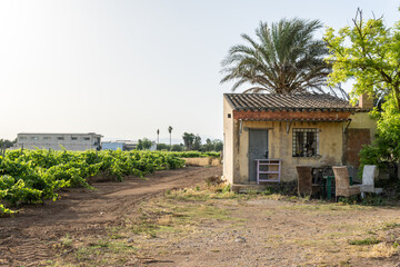 Fototapeta na wymiar Rural house next to a growing grape vine