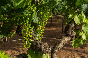 Close-up of a growing grape vine