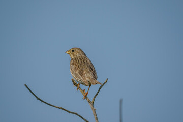 Corn Bunting (Emberiza calandra) perched on a branch