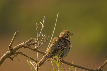 Corn Bunting (Emberiza calandra) perched on a branch