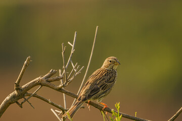 Corn Bunting (Emberiza calandra) perched on a branch