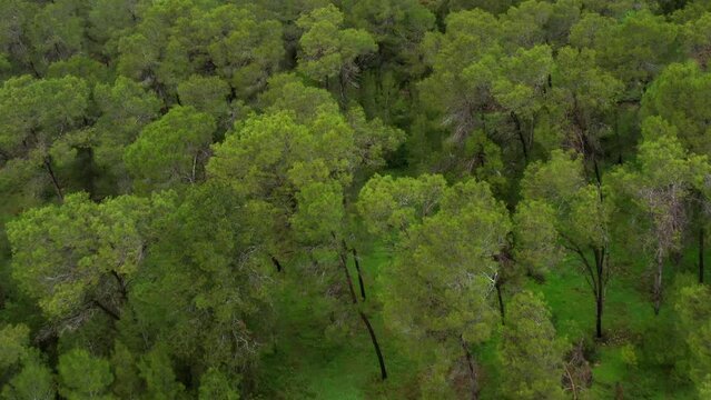 Aerial Tilt Up Shot Of Family With Dogs On Picnic In Forest, Drone Flying Backwards Over Green Trees - Ben Shemen Forest, Israel