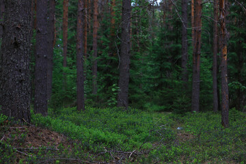 Fototapeta premium Fir branches with cones. Pinery. Trees in the forest. Glare of the sun.