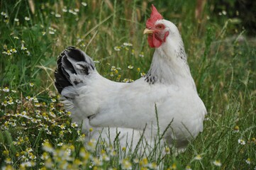 hen
