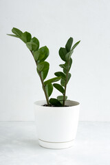 Beautiful house plant zamioculcas in a white pot on a light concrete background. The concept of minimalism. Home plants in a modern interior.