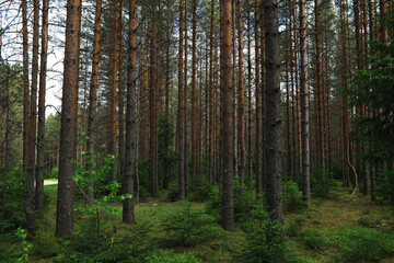 Fir branches with cones. Pinery. Trees in the forest. Glare of the sun.