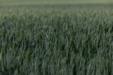 Hirtshals, Denmark Wheat fields growing.